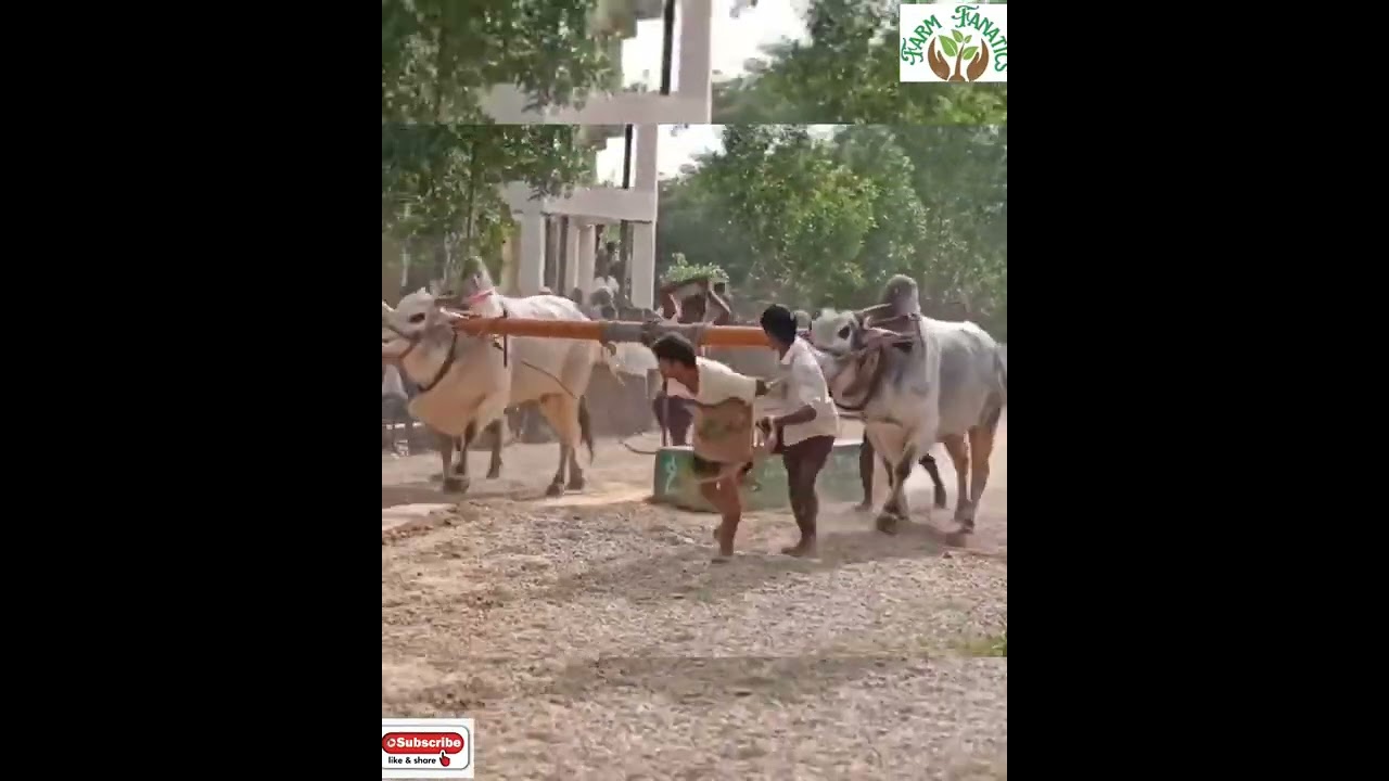 Hiper active Ongole Bulls Stone Pulling