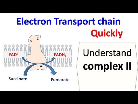 Succinate dehydrogenase (complex 2 of ETC)