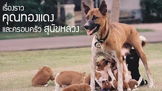 เรื่องราวของคุณทองแดงและครอบครัวสุนัขหลวง l OA 20 ต.ค. 2562
