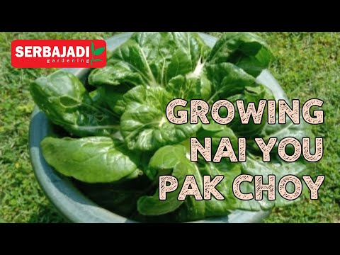 Video preview: Growing Nai You Pak Choy from seed