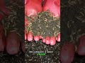 This farmer is making millions from Black Soldier Flies