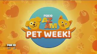 Pet of the Week 9/1/18: Meet Pima