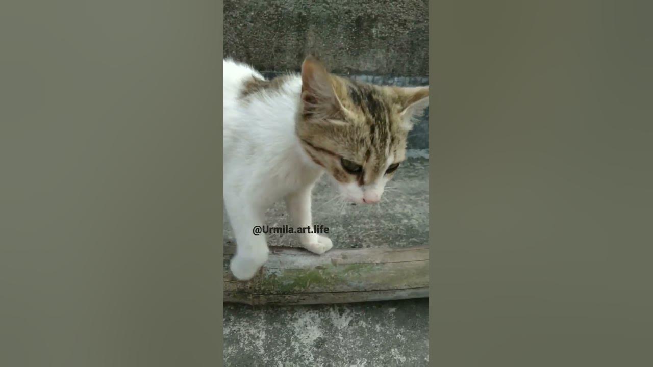 adorable-indian-street-cat-shorts-streetcat-funnycat-catmeowing