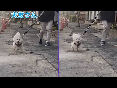 犬友さんとプチ散歩したぽんくん
