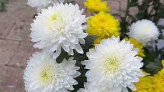 Commemorazione Defunti, Baresi Alla Ricerca Dei Fiori Più Belli I Crisantemi I Più Acquistati