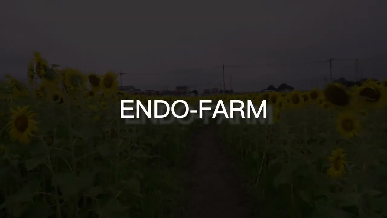 遠藤ファームひまわり畑 埼玉県熊谷市 Youtube