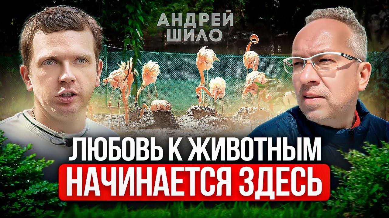 Японские макаки на горячем источнике. Проект Африка и Азия. Что еще ожидать от Андрея Шило.