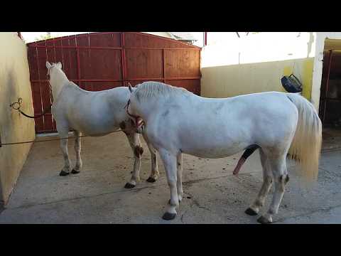 Video: Epidemiologija I Prevencija Helminthiaze Konja