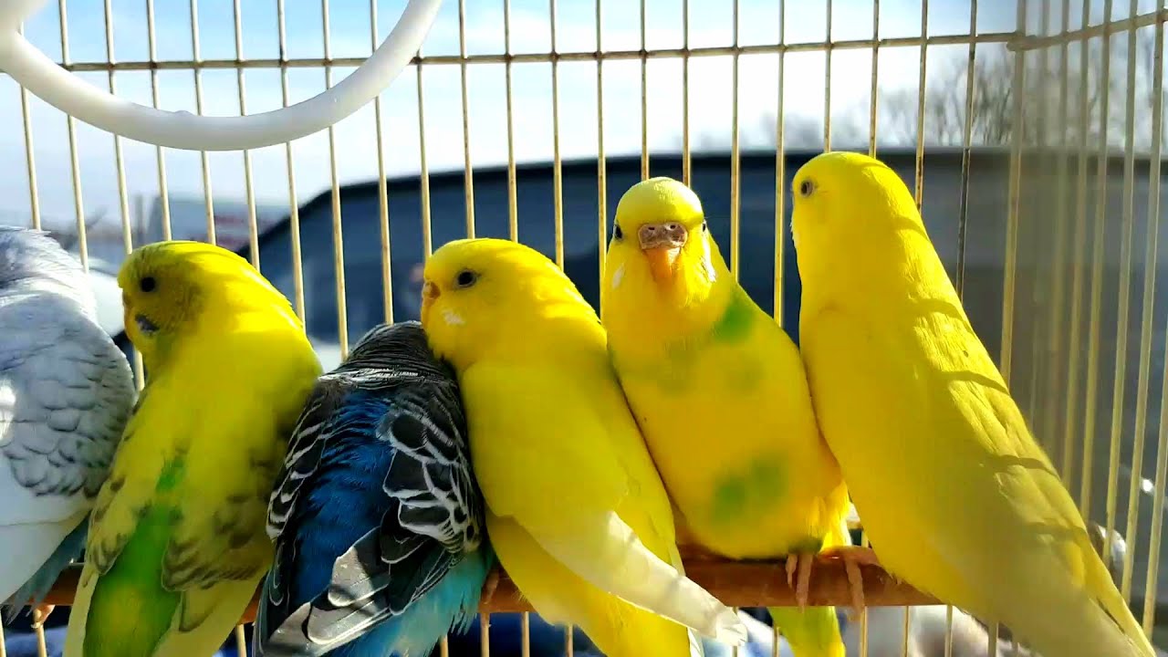 Ярмарка ,Кропоткин -29.01.23г Обзор и Цены ! - YouTube