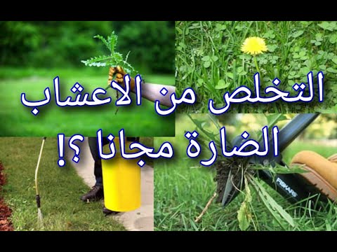 فيديو: Ajuga Weed Control - نصائح للتخلص من نباتات البق