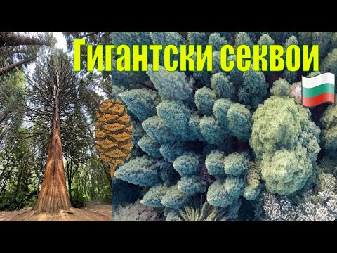 Най-старите секвои в България
