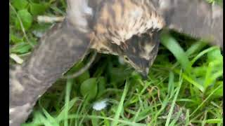 Hunting training Crested Goshawk