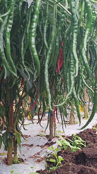 CABE MERAH LOKAL BATUGARUT | Manogi Situmorang