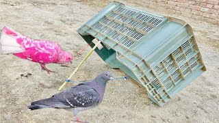 How To Make Simple Pigeon Trap Using Basket | DIY Bird Trap Traps Easy and Effective | @MsBirdTraps 