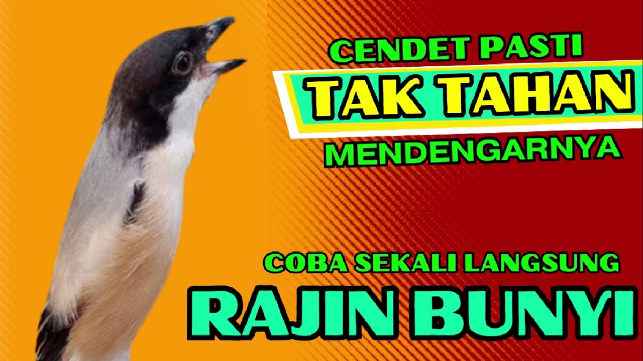 PASTI TAK TAHAN CENDET MENDENGARNYA❗ PANCINGAN CENDET AGAR RAJIN BUNYI❗❗