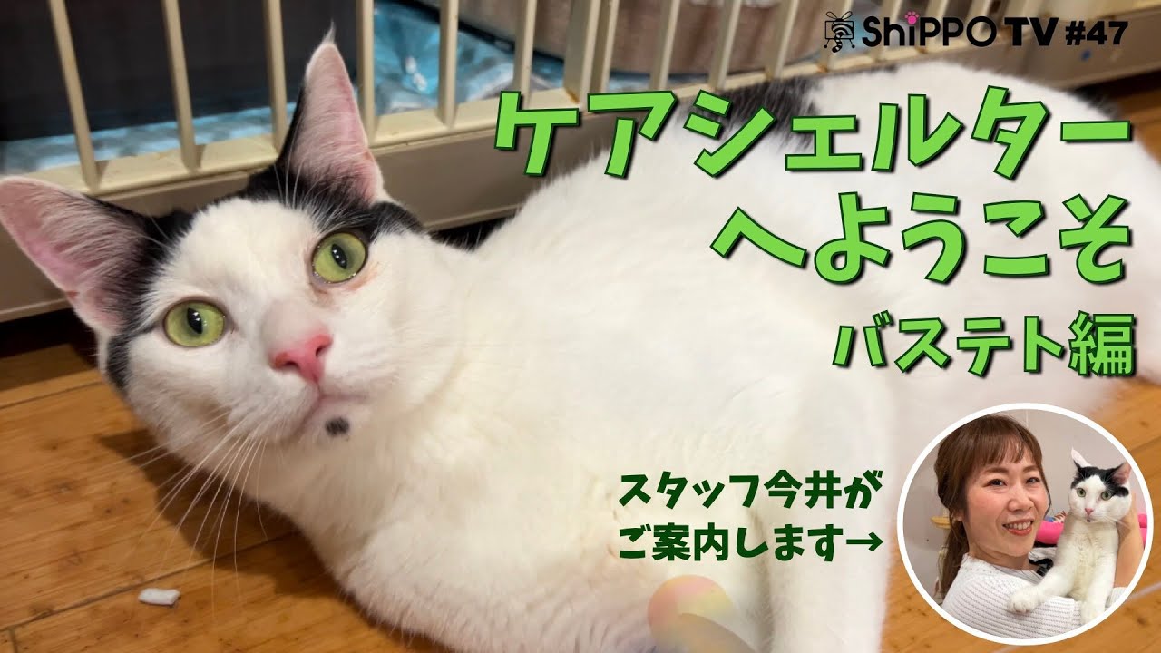 Welcome to the Care Shelter! Meet Bastet the Tuxedo Cat [ShippoTV