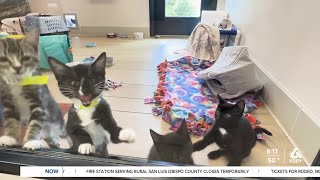 Meet Mazarati and Mclaren, two kittens looking for furever homes