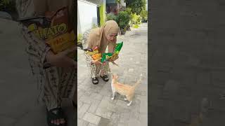Download Lagu Nawarin kucing #kucing #kucinglucu #catlover #sambilancuan #sambilcuan #shotrs MP3