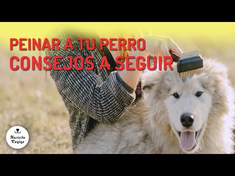 Video: Cepillado Y Cuidado Del Pelaje: Una Guía Práctica Para Cachorros (y Perros)