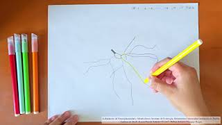 Sholl Analysis Tutorial: Step-by-Step Method for Neuronal Dendritic Arborization
