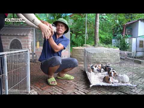 Selling Lots of Guinea Pigs to a Man | The Papaya Garden Starts Bearing Fruit