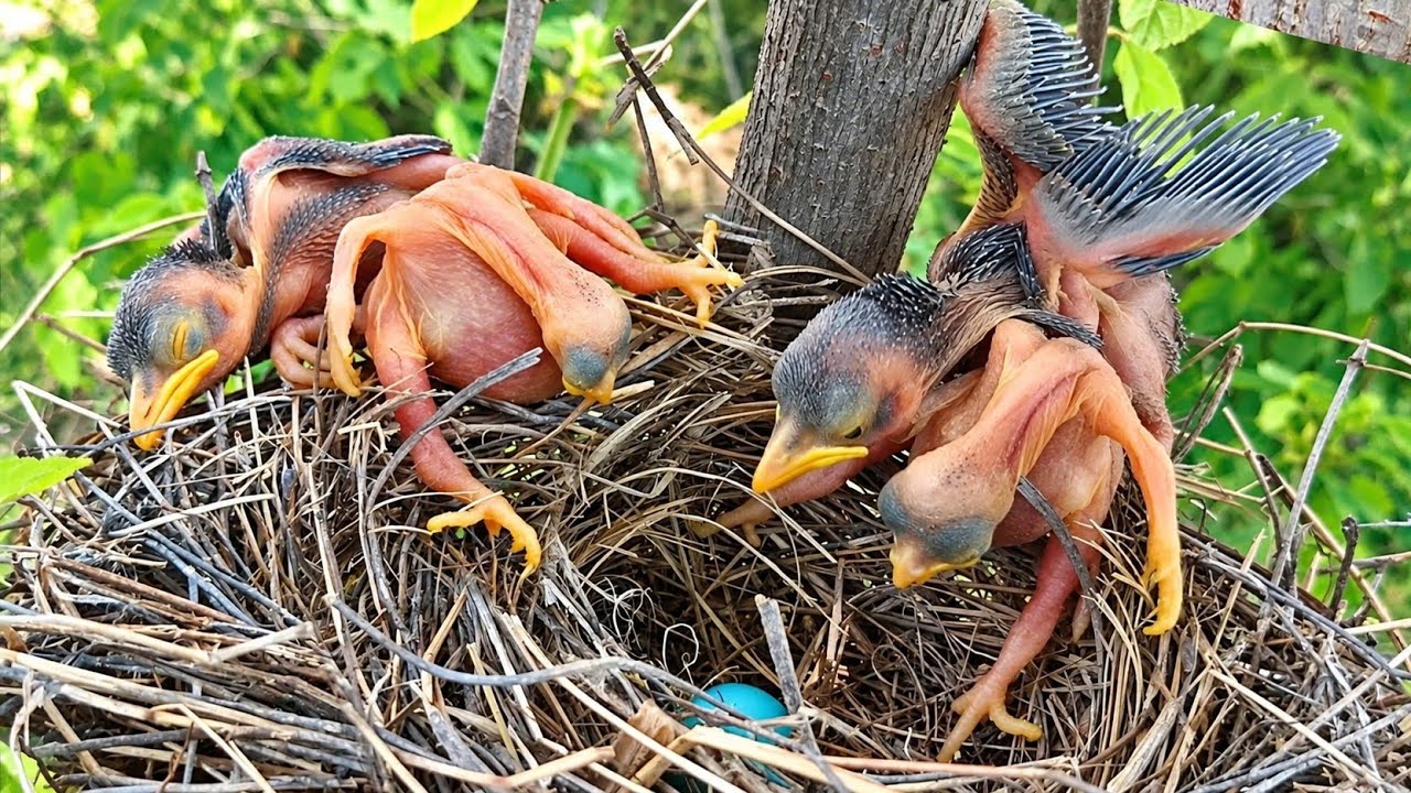 Cuckoo baby threw the babies out of the nest and the baby fell and died ...