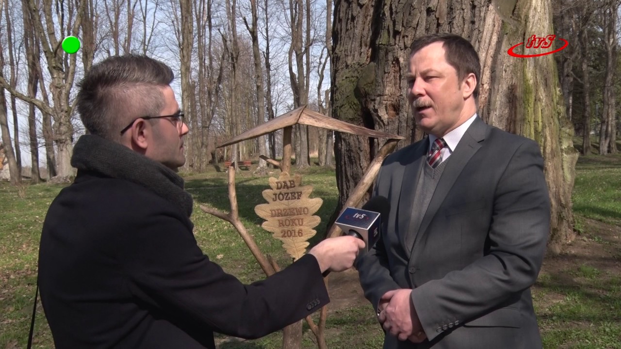 telewizjada pl Dąb Józef z Wiśniowej Europejskim Drzewem 2017 Roku