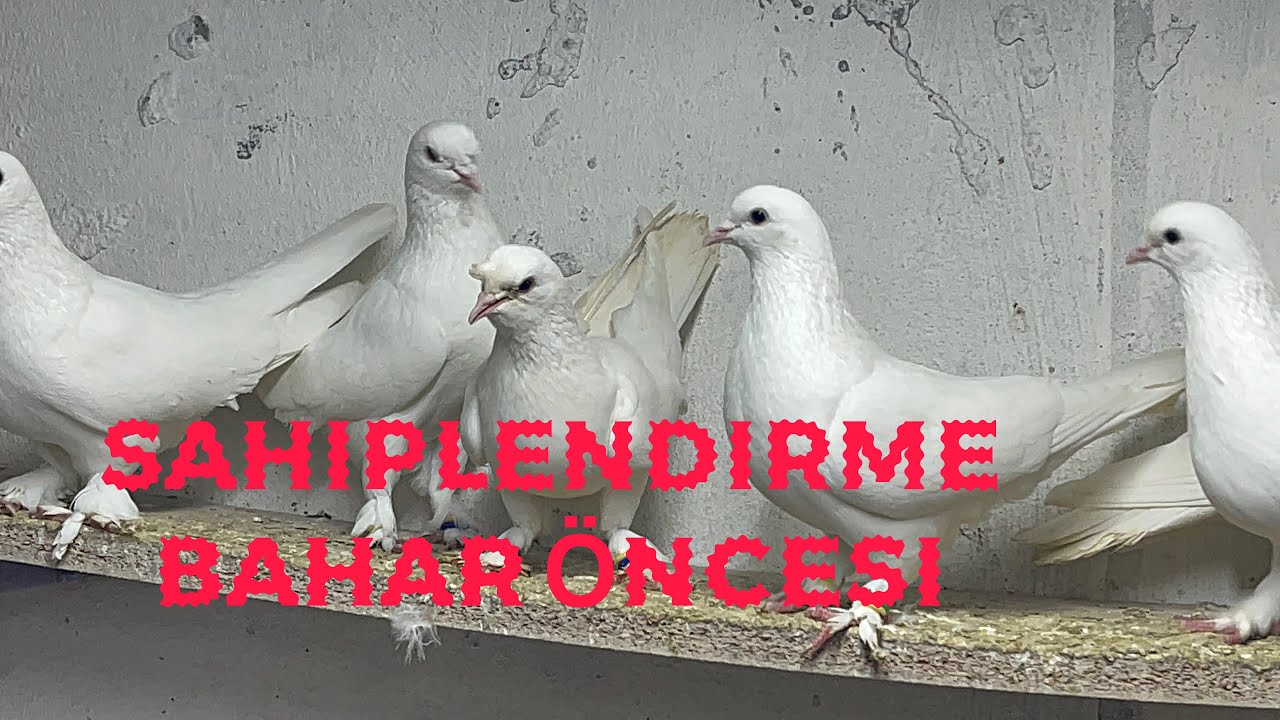 Sahiplendirme bahar öncesi iyi soy 05327713420