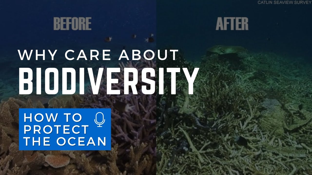 The 2024 Living Planet Report: Biodiversity Is Down By 73%