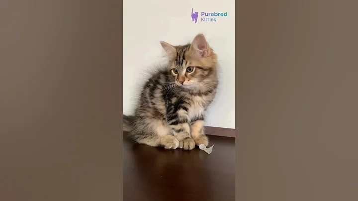 Video 10169821: siberian black kittens, beautiful siberian kitten, siberian kitten playing, eyes siberian, kitten steals, hypoallergenic