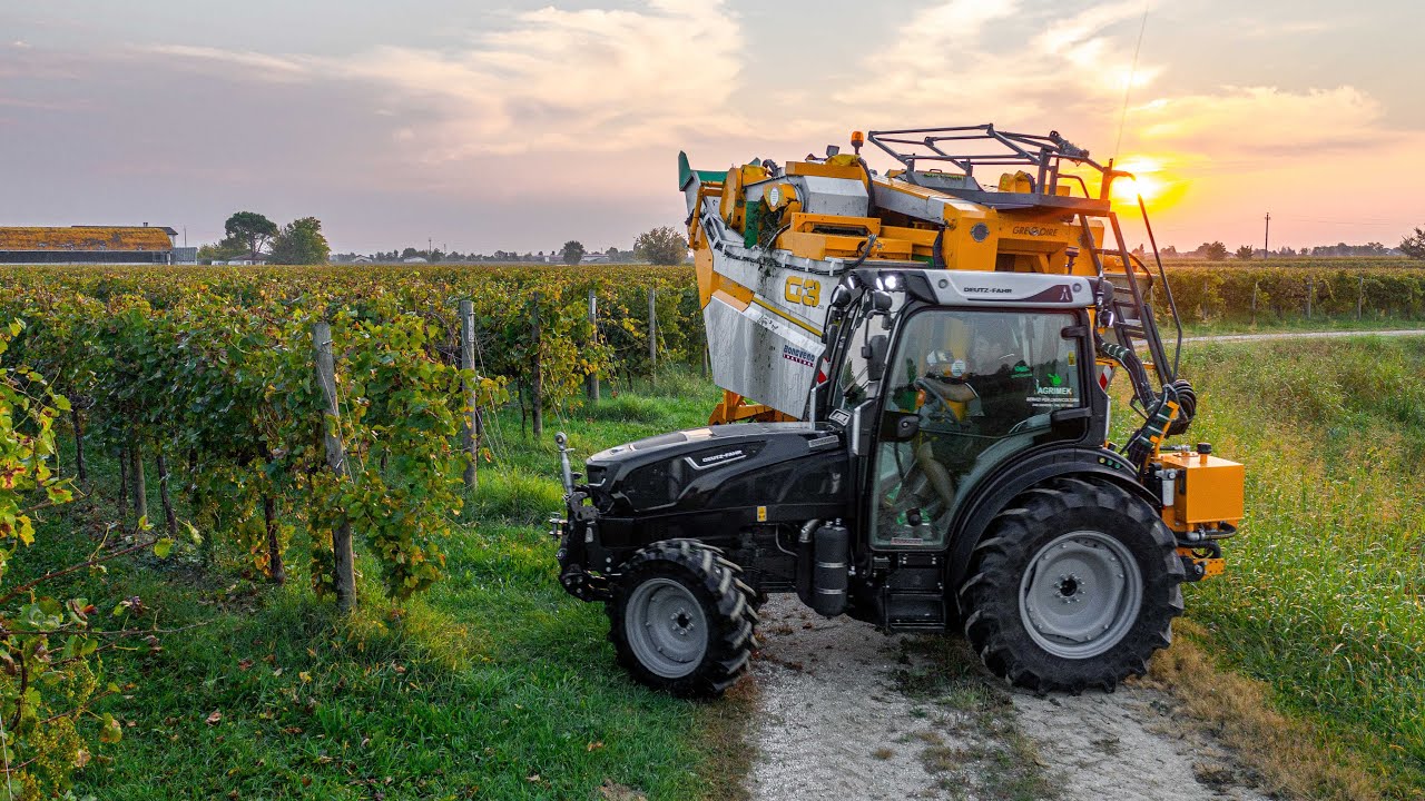 Сбор урожая Просекко с Грегуаром и Дойцем 🍇 Бонавено