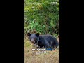 12 orphaned black bear cubs returned to the wild in North Carolina