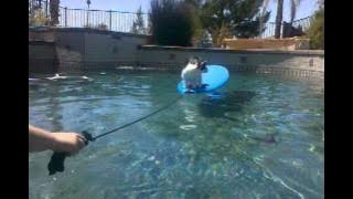 Evod the wonder cat- Surf Day