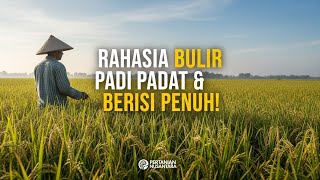 Petani Wajib Tahu Ini Cara Sebenarnya Mengisi Bulir Padi Tanpa Fungisida