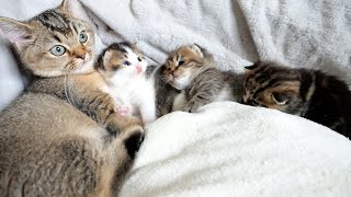 Three kittens love their big sister cat Kiki