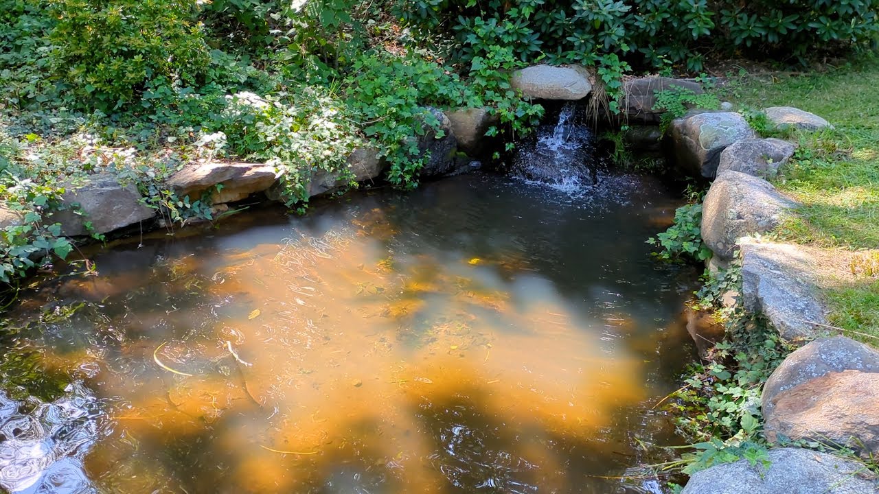 Frog Pond | Cold Spring Harbor Laboratory
