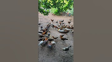 trống mái tơ🐓#thứcgàrừng86 #gàrừngrặc #gàrừngtaitrắng