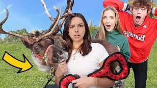 SURPRISING FRIENDS WITH REAL REINDEER!