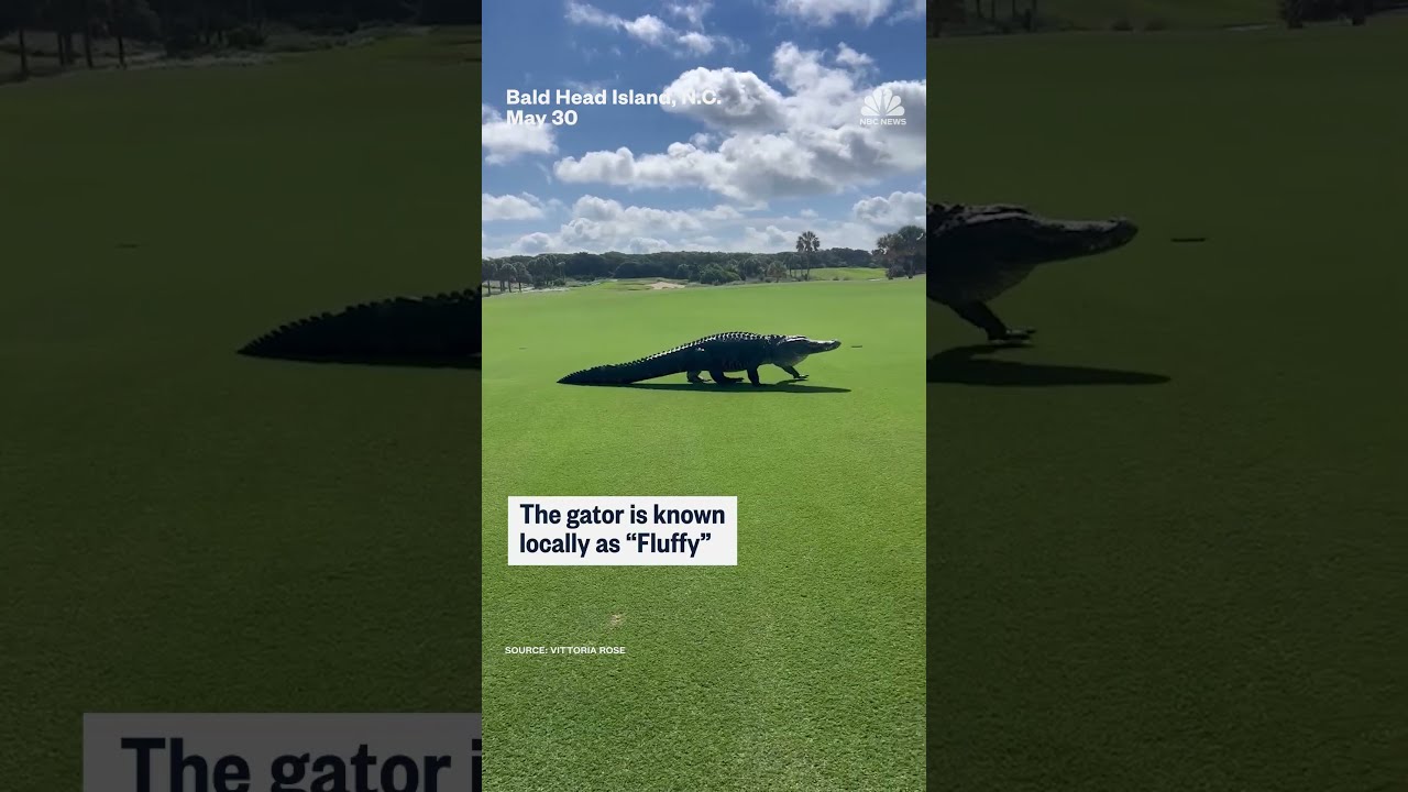 Giant Alligator Walks Across Golf Course In North Carolina