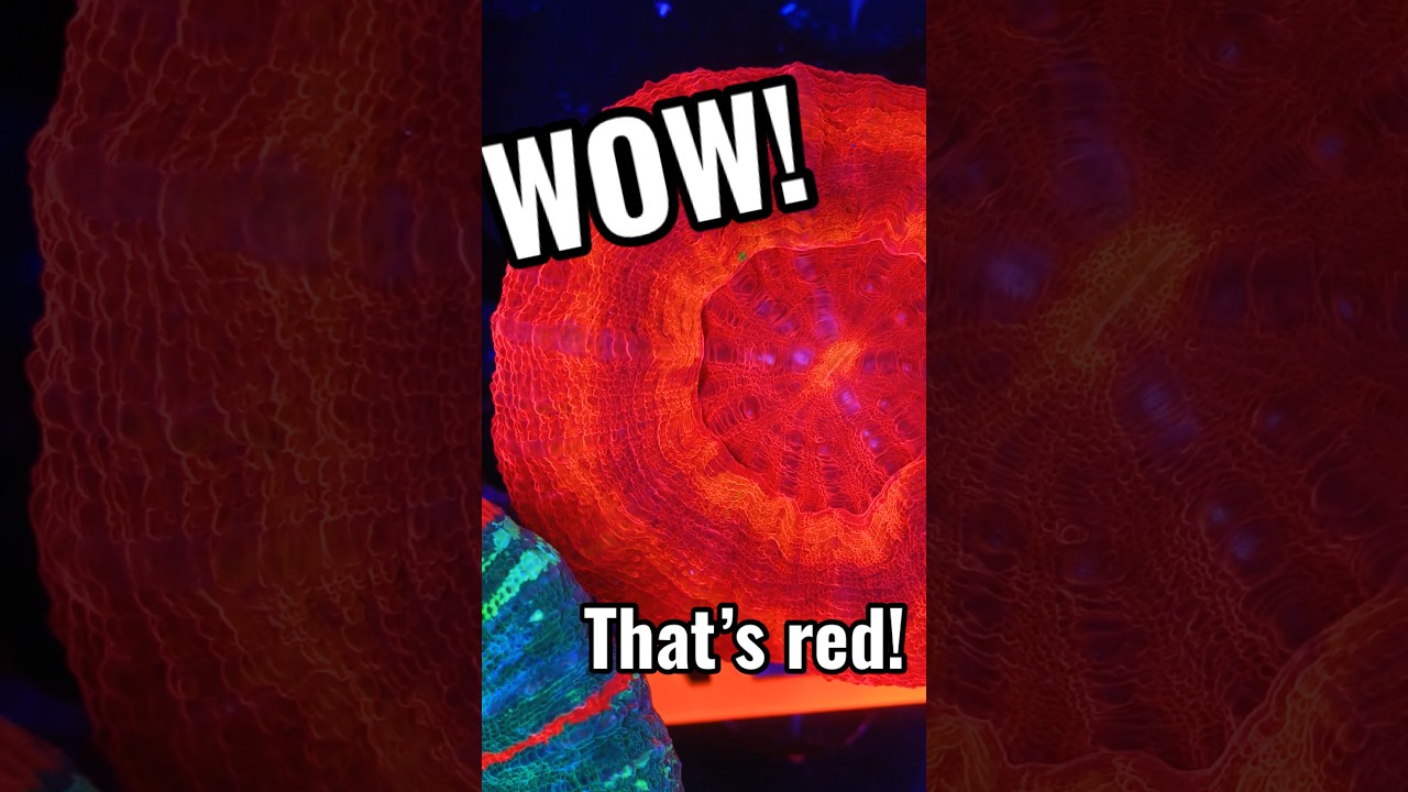 Red as an Apple! 🍎