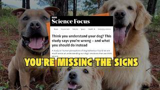 Every Dog Has a Story — And a Silent Language You Need to Hear