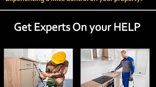 Renton Pest Control Pros | Mice Control Service in Renton WA