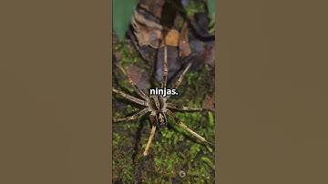 WHAT DO YOU KNOW ABOUT SPIDERS? #nature #amazing #amazingfacts #shorts #shortvideo #viralvideo
