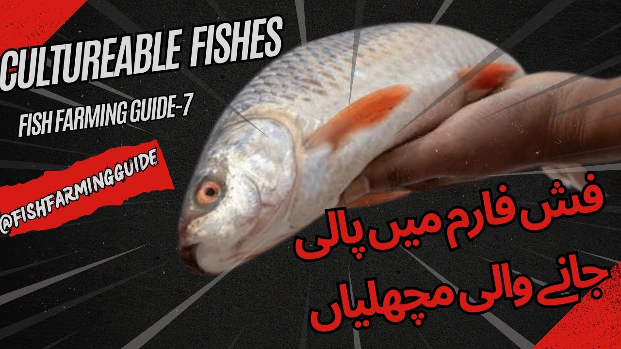 Exploring Culturable Fishes in Pakistan 7 : A Guide to Sustainable Aquaculture||fish farming guide