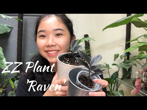 Video: Zamioculcas Hitam (11 Foto): Deskripsi 