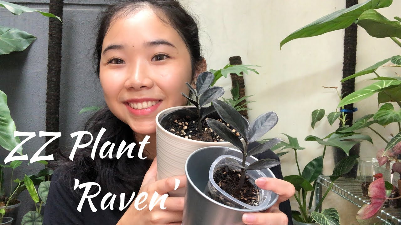 Tips Perawatan Tanaman Zamioculcas zamiifolia 'Raven'