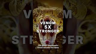 This Island Has 4,000 Vipers — Their Venom Melts Flesh in Under an Hour