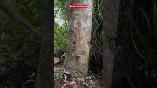 Batang Pinahong Alas panenmelimpah  getah petani seluruhdunia