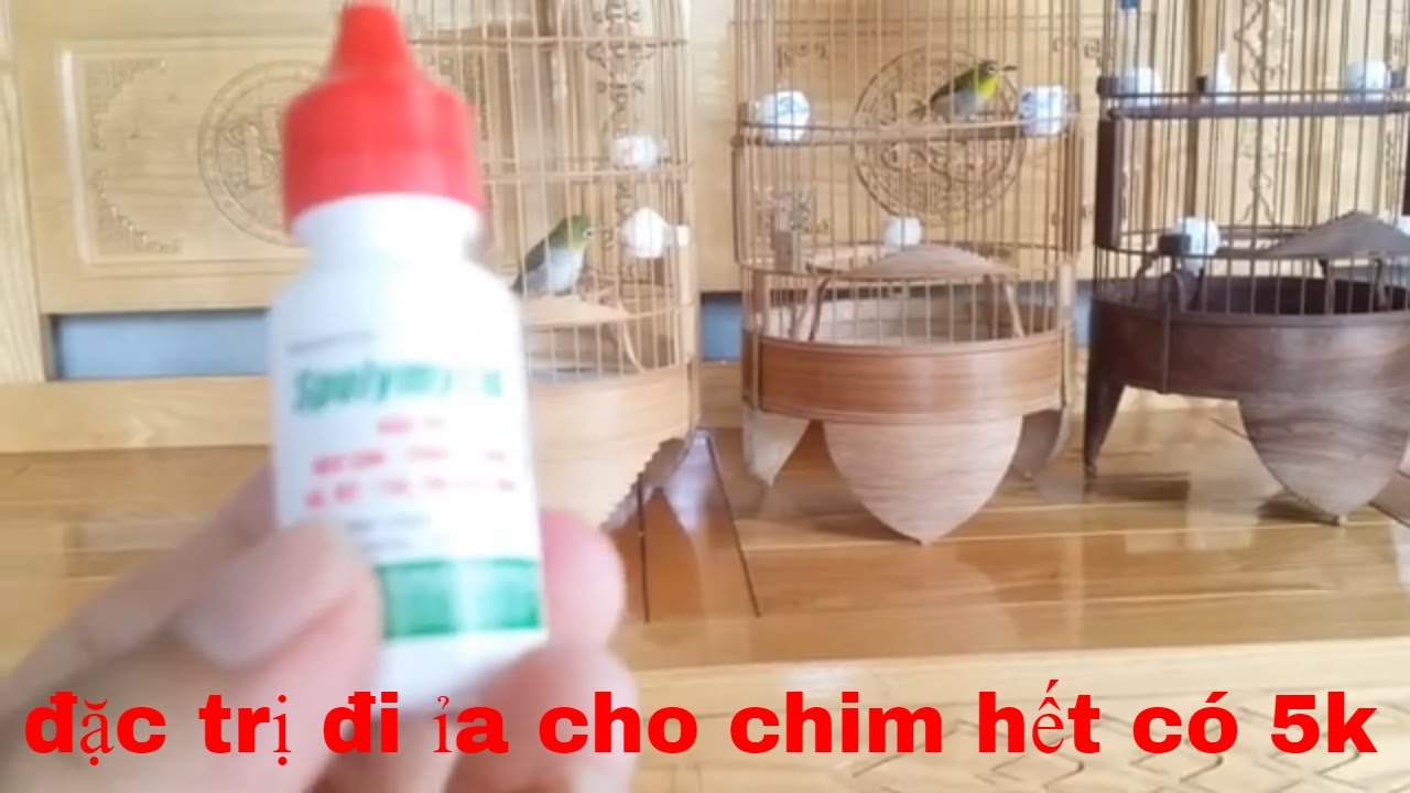 cách trị bệnh đi ỉa phân lỏng cho chim cảnh hiệu quả tức thì - YouTube