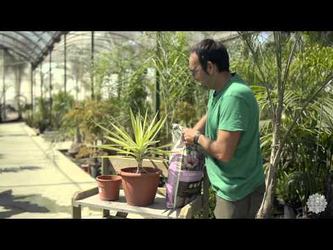 Video: Cómo Trasplantar Una Yuca